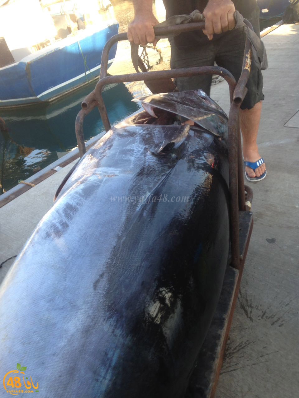 tuna fish yaffa (6).jpg